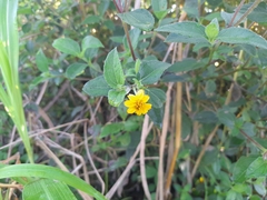 Wedelia hispida