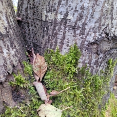 Calliergonella cuspidata