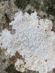 Pertusaria plittiana