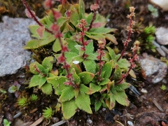 Saxifraga strigosa