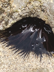 Echinoidea