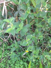 Wedelia hispida