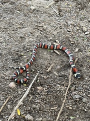 Lampropeltis abnorma