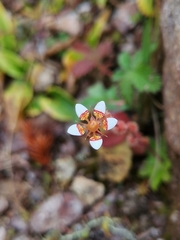 Saxifraga strigosa