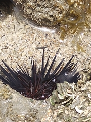 Echinoidea