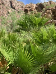 Washingtonia robusta