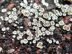 Myriolecis dispersa