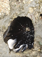 Echinoidea