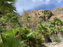 Washingtonia robusta