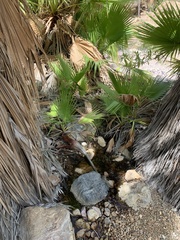 Washingtonia robusta