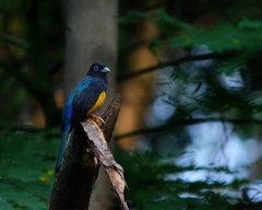 Trogon melanocephalus