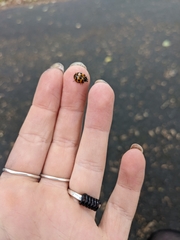 Harmonia axyridis