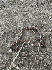 Lampropeltis abnorma