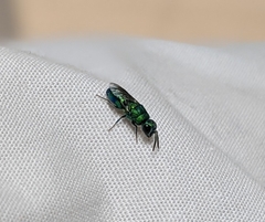 Chrysidinae