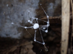 Engyodontium aranearum