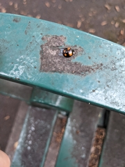Harmonia axyridis