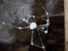 Engyodontium aranearum