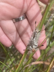 Dasychira meridionalis