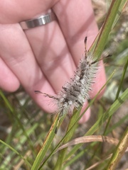 Dasychira meridionalis