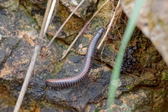 Ommatoiulus sabulosus aimatopodus