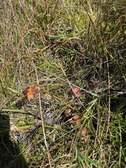 Sarracenia psittacina
