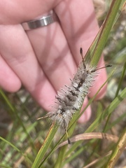 Dasychira meridionalis