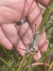 Dasychira meridionalis