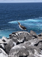 Sula nebouxii excisa