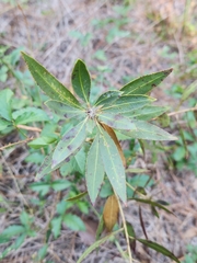 Stillingia sylvatica