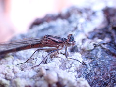 Coenagrionidae