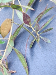 Stillingia sylvatica