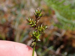 Carex echinata