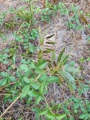 Stillingia sylvatica