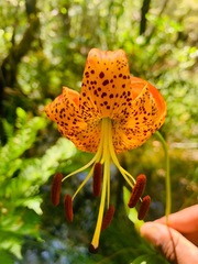 Lilium pardalinum
