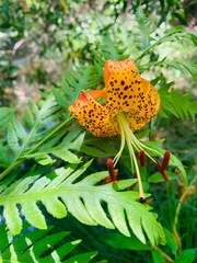 Lilium pardalinum