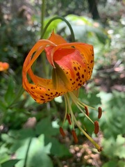 Lilium pardalinum