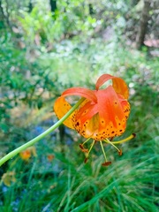 Lilium pardalinum