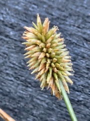 Cyperus retrorsus