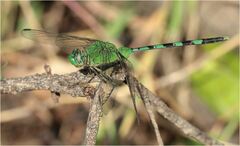 Erythemis vesiculosa