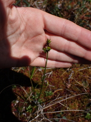 Carex echinata