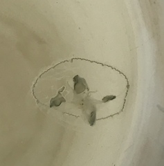 Craspedacusta sowerbii