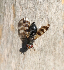 Ceroxys urticae