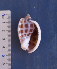 Phalium areola
