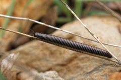 Ommatoiulus sabulosus aimatopodus