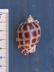 Phalium areola