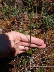 Carex echinata