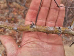 Senegalia nigrescens