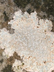 Pertusaria plittiana