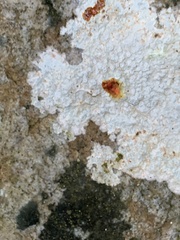 Pertusaria plittiana