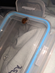 Aegopinella nitidula